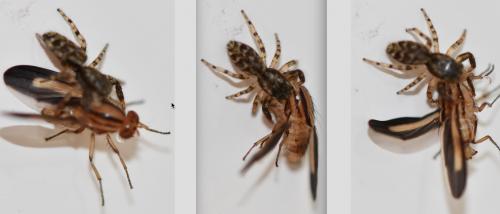 Réf. 256 734 : Peplomyza sp.
